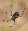 Argiope lobata